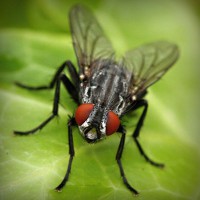 /album/amerikai-staffordshire-terrier/photolia-a01-jpg/