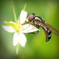 /album/amerikai-staffordshire-terrier/photolia-a02-jpg/