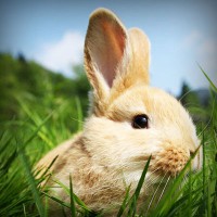 /album/amerikai-staffordshire-terrier/photolia-a03-jpg/