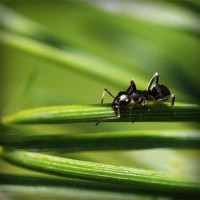 /album/amerikai-staffordshire-terrier/photolia-a05-jpg/