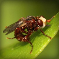 /album/amerikai-staffordshire-terrier/photolia-a06-jpg/