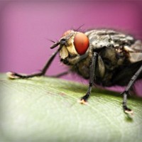 /album/amerikai-staffordshire-terrier/photolia-a08-jpg/